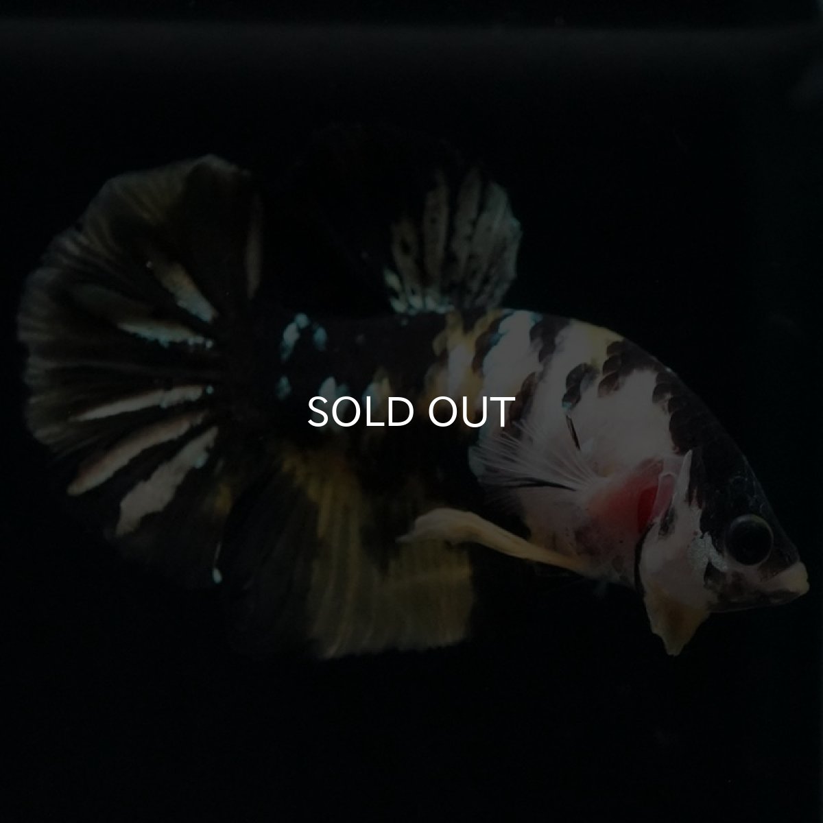 画像5: HMPK イエローカッパー (5)