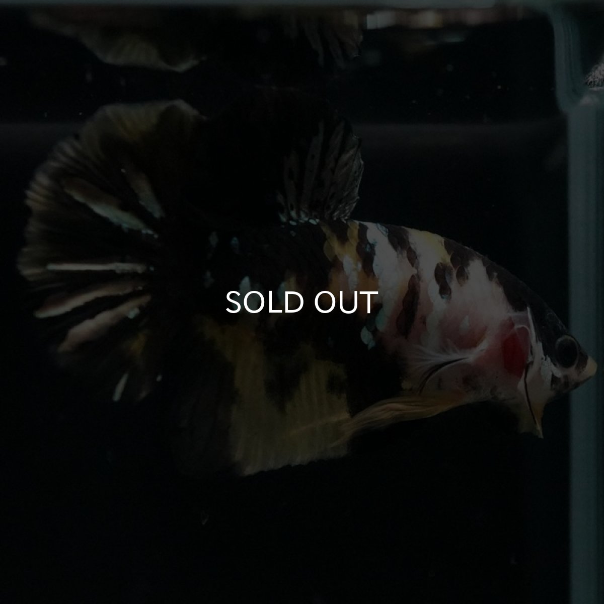 画像3: HMPK イエローカッパー (3)