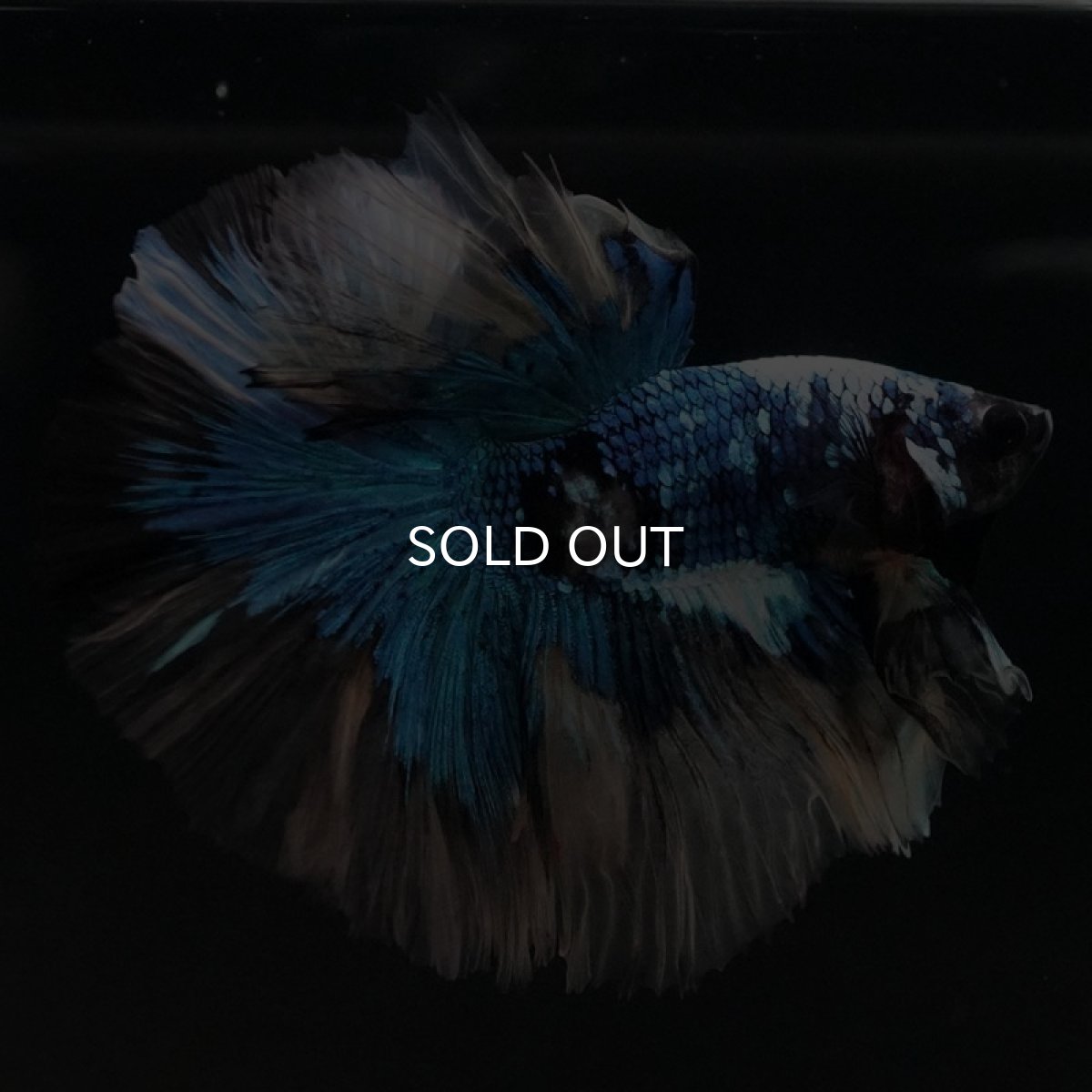 画像8: HM ファンシー (8)