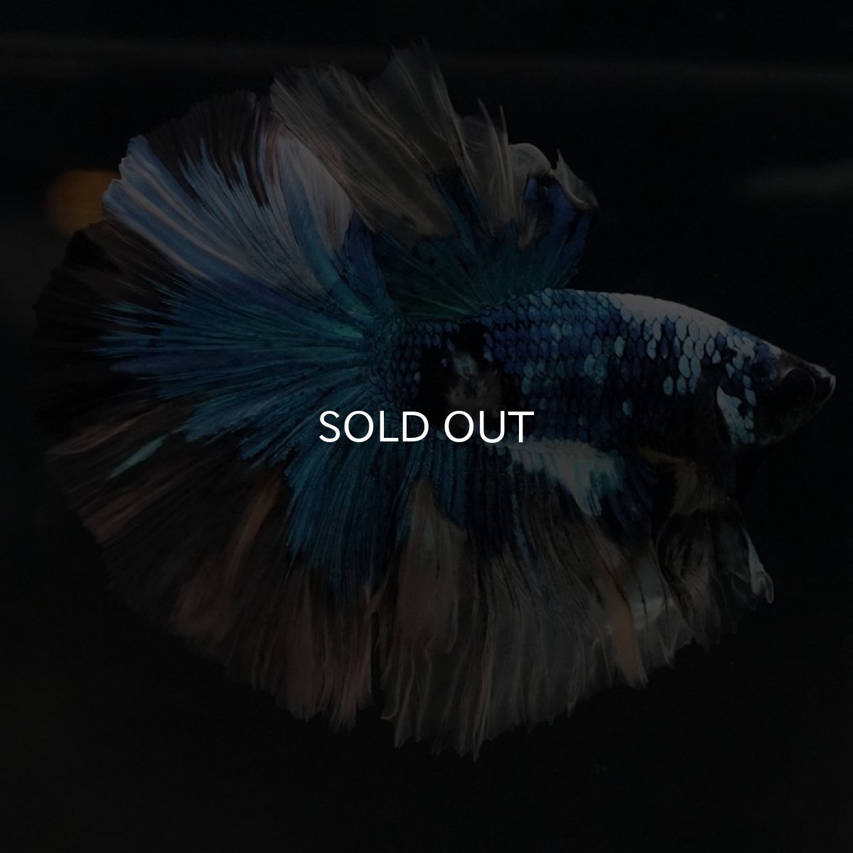 画像4: HM ファンシー (4)