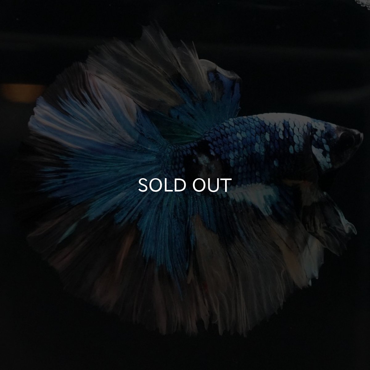 画像2: HM ファンシー (2)