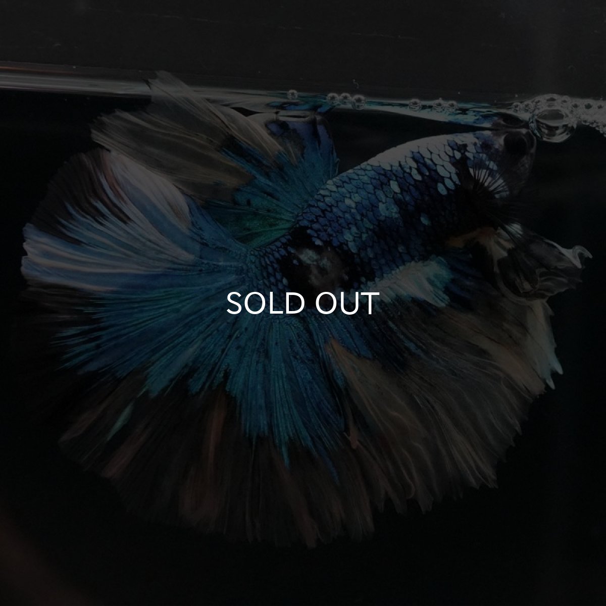 画像6: HM ファンシー (6)