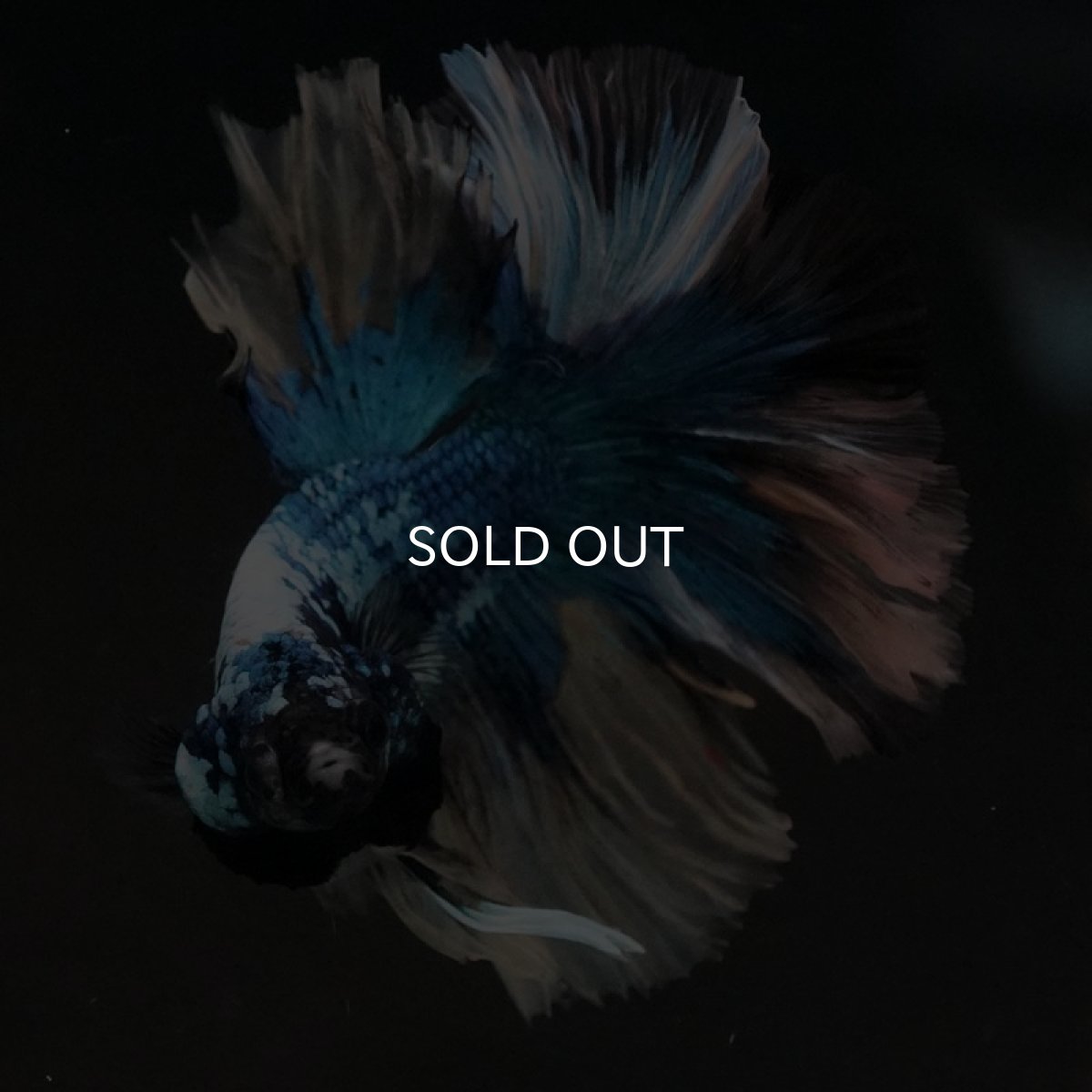 画像3: HM ファンシー (3)