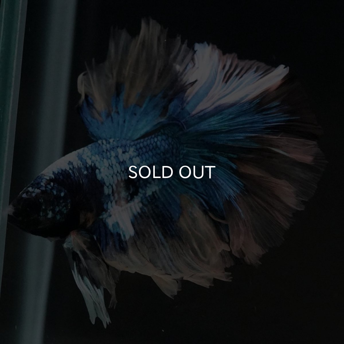 画像7: HM ファンシー (7)