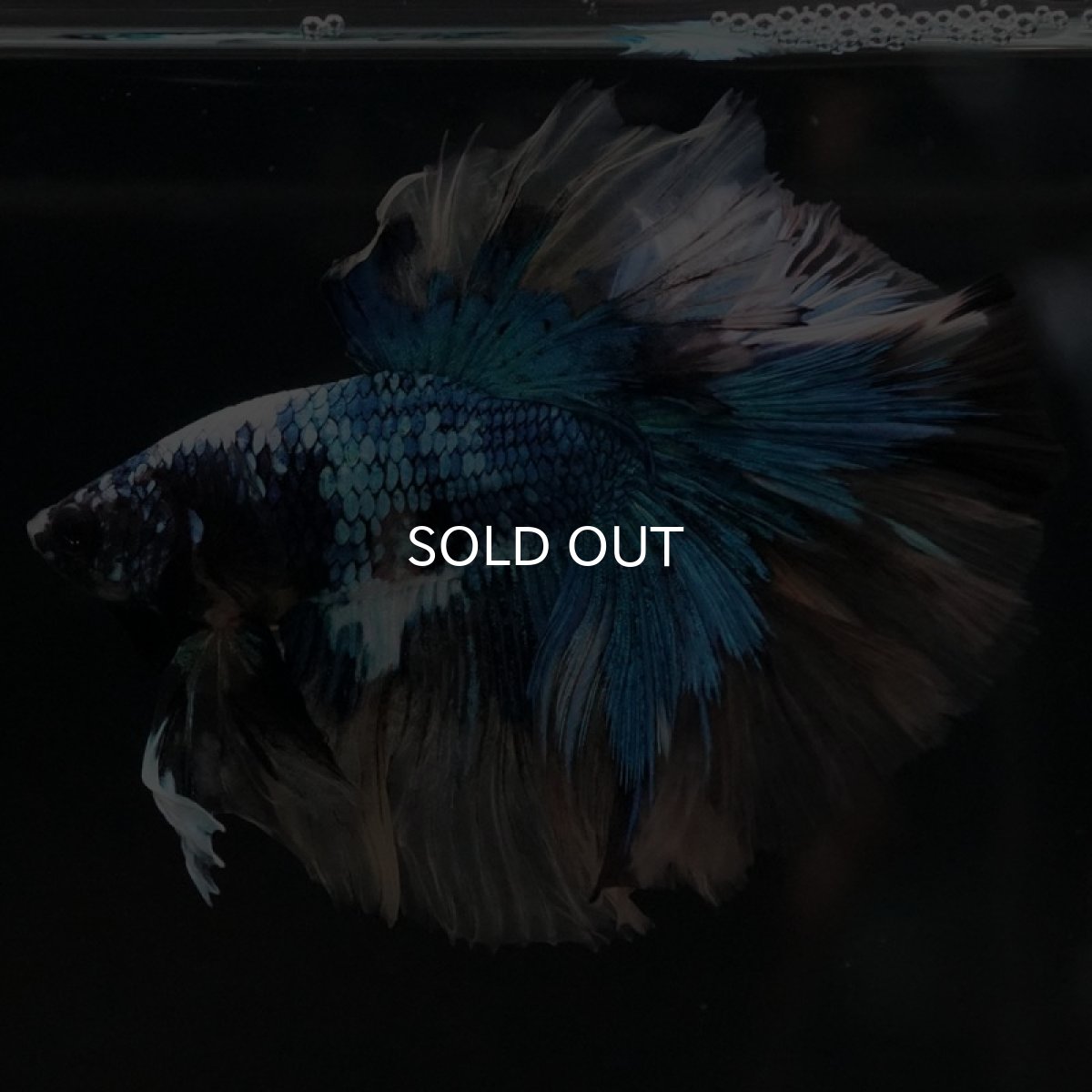 画像5: HM ファンシー (5)