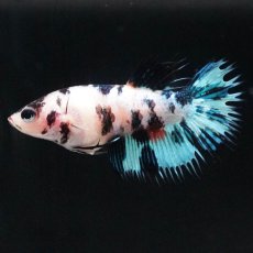 画像4: CT　ファンシー メス (4)