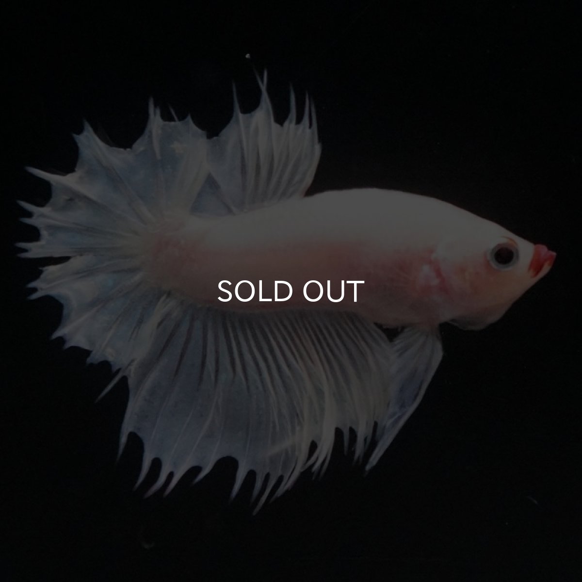 画像9: CTPK ホワイトファンシー (9)