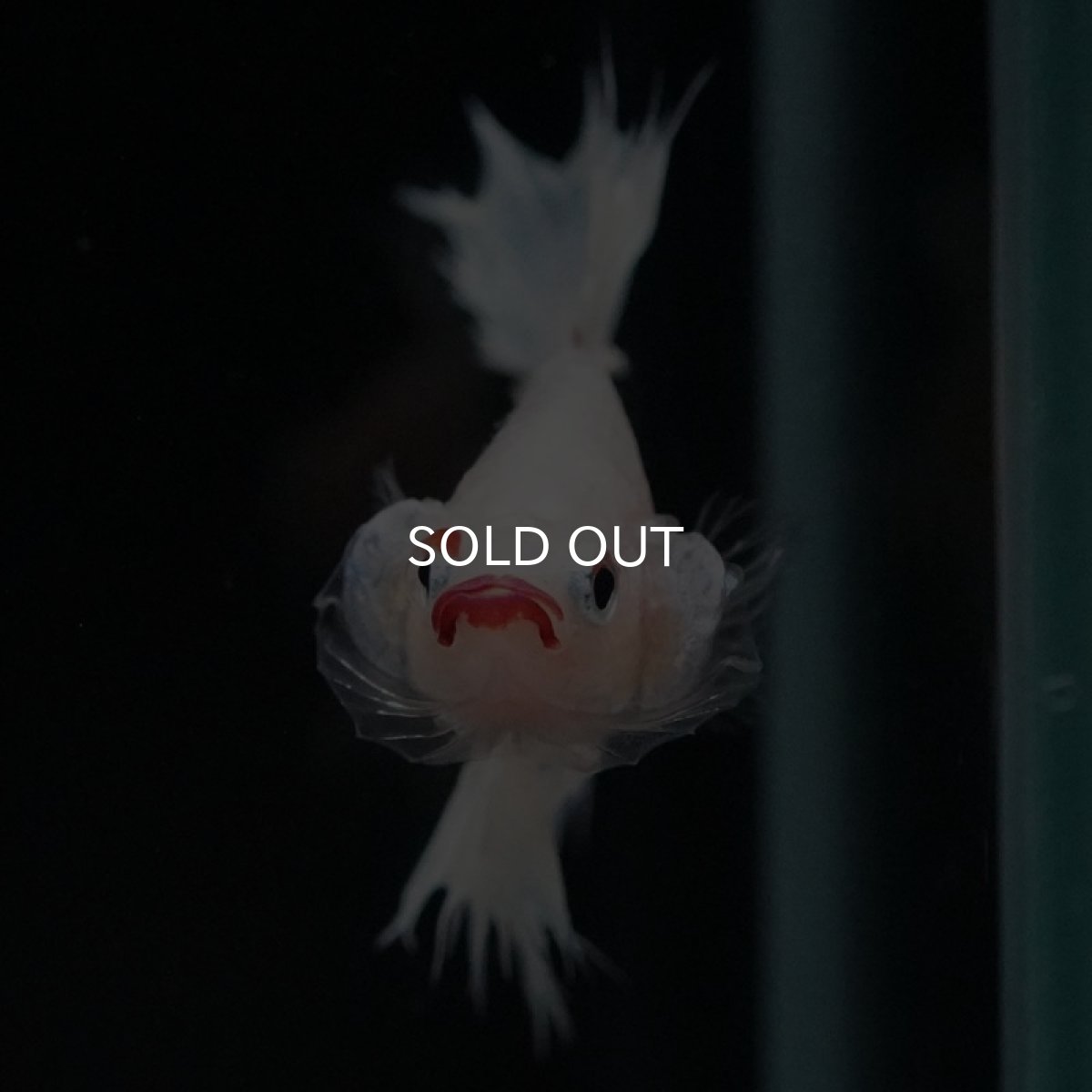 画像8: CTPK ホワイトファンシー (8)