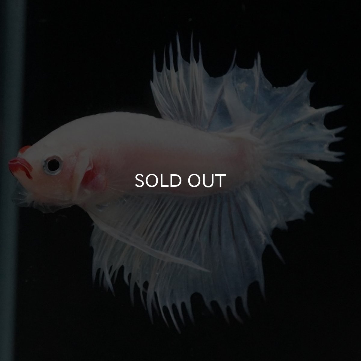 画像7: CTPK ホワイトファンシー (7)