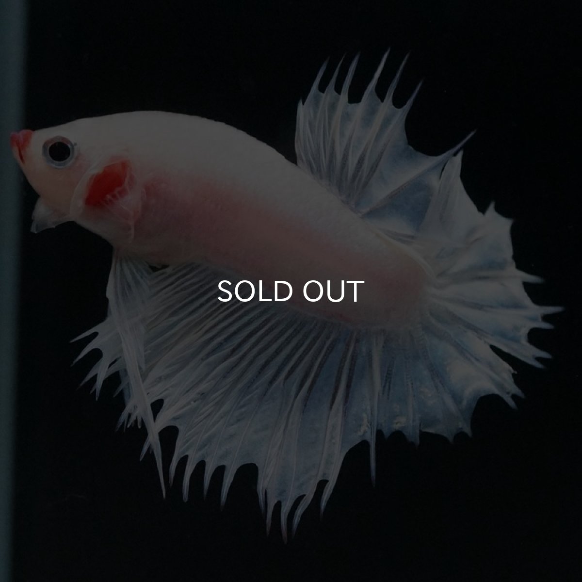 画像5: CTPK ホワイトファンシー (5)