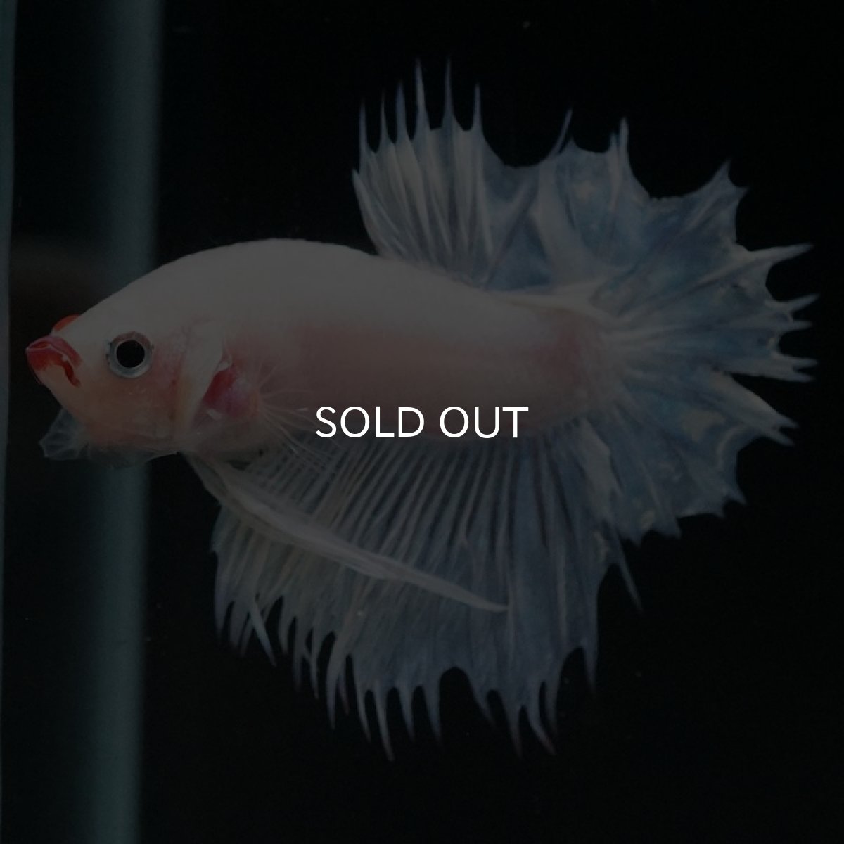 画像3: CTPK ホワイトファンシー (3)