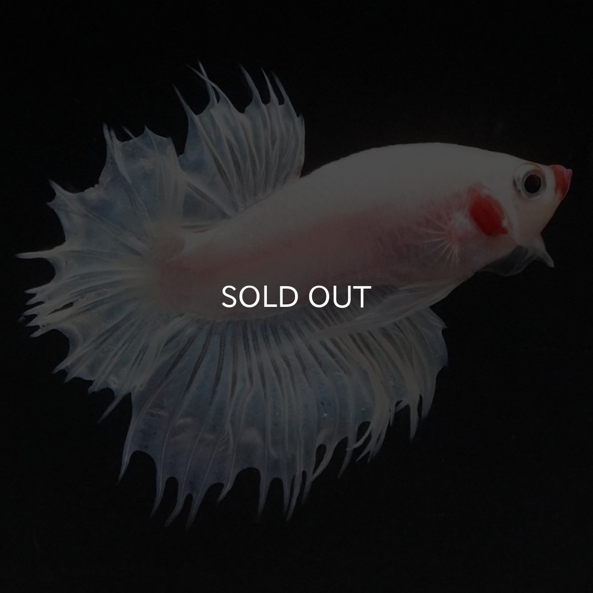 画像6: CTPK ホワイトファンシー (6)