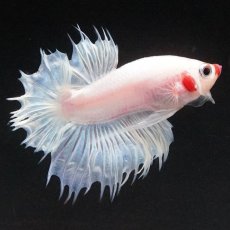 画像6: CTPK　ホワイトファンシー (6)