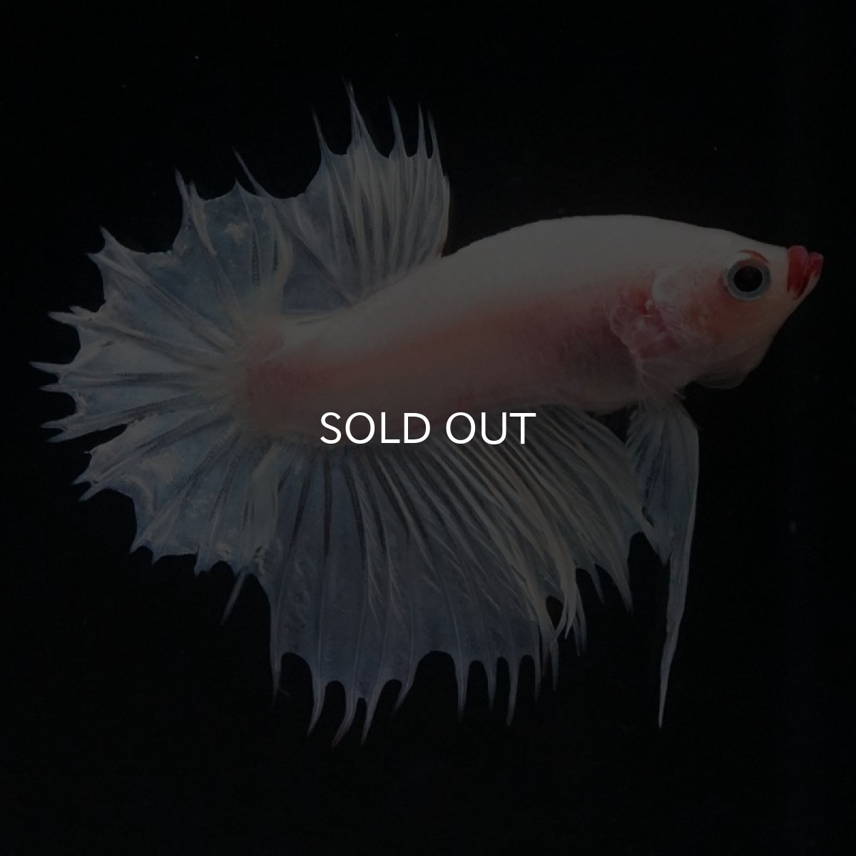 画像2: CTPK ホワイトファンシー (2)