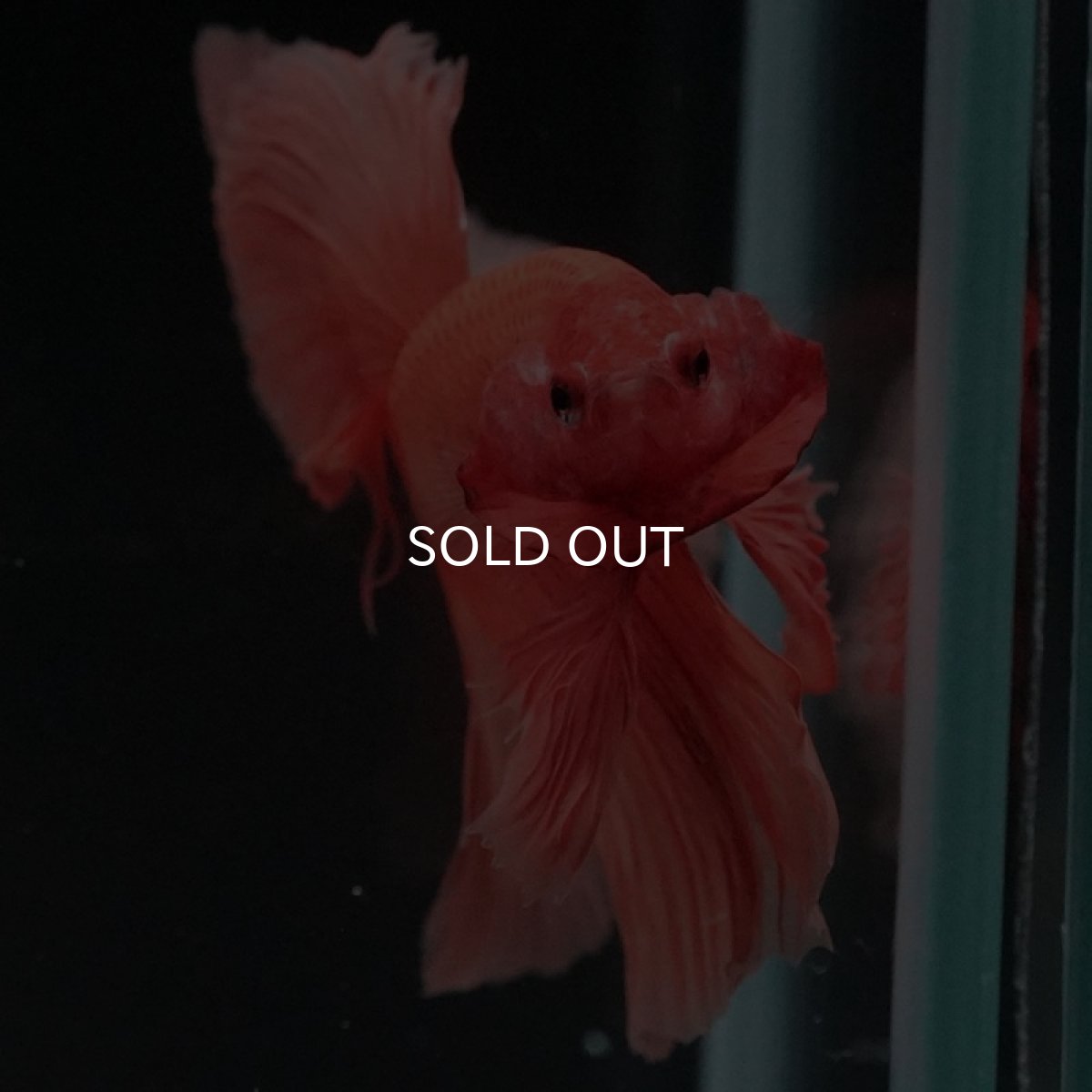 画像6: HM ソリッドオレンジ (6)