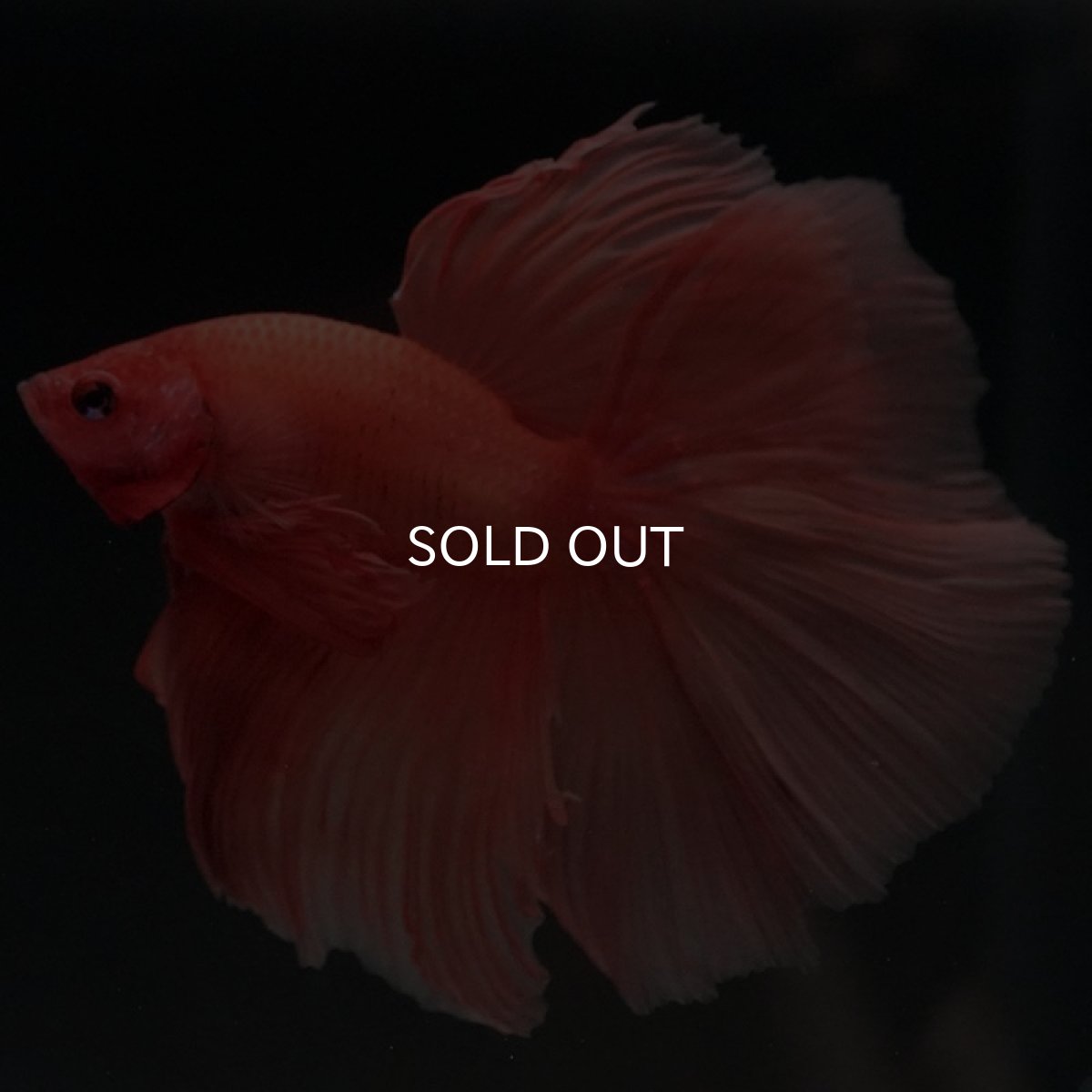 画像9: HM ソリッドオレンジ (9)