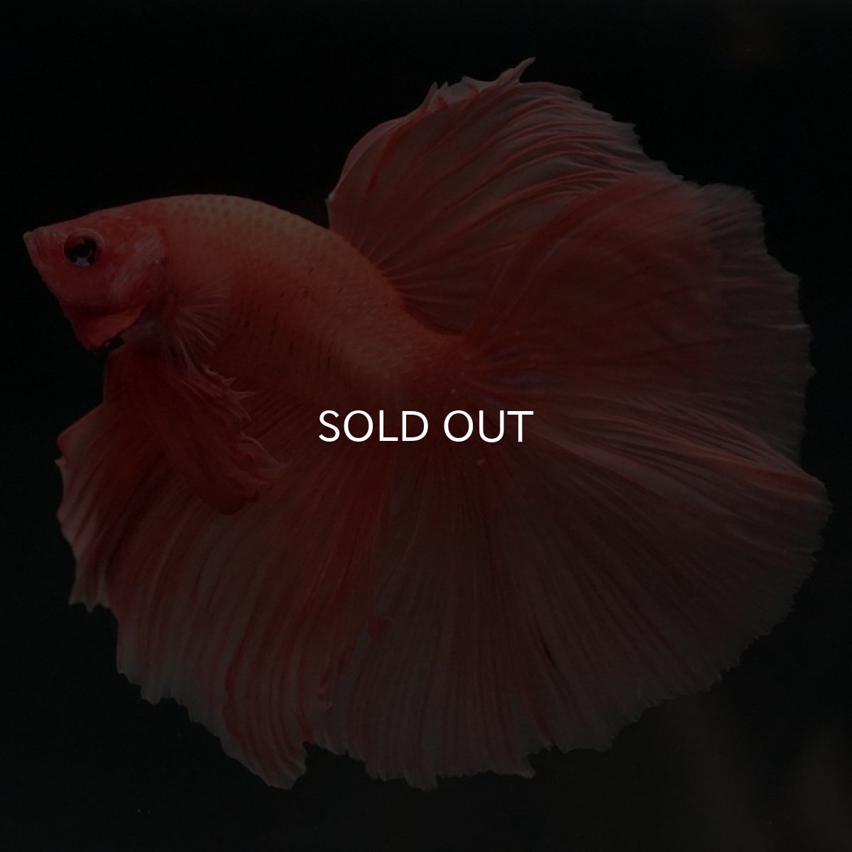 画像2: HM ソリッドオレンジ (2)