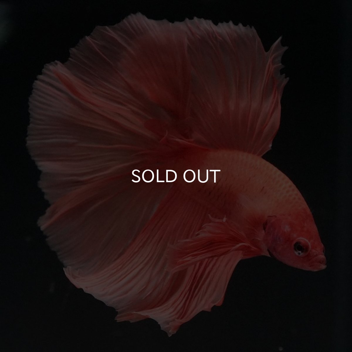 画像10: HM ソリッドオレンジ (10)