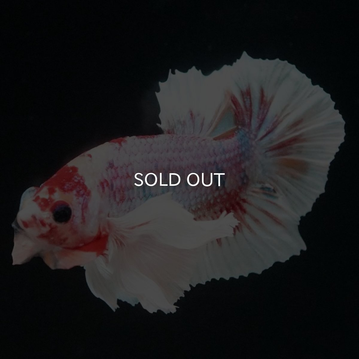 画像11: HMPK キャンディダンボ (11)