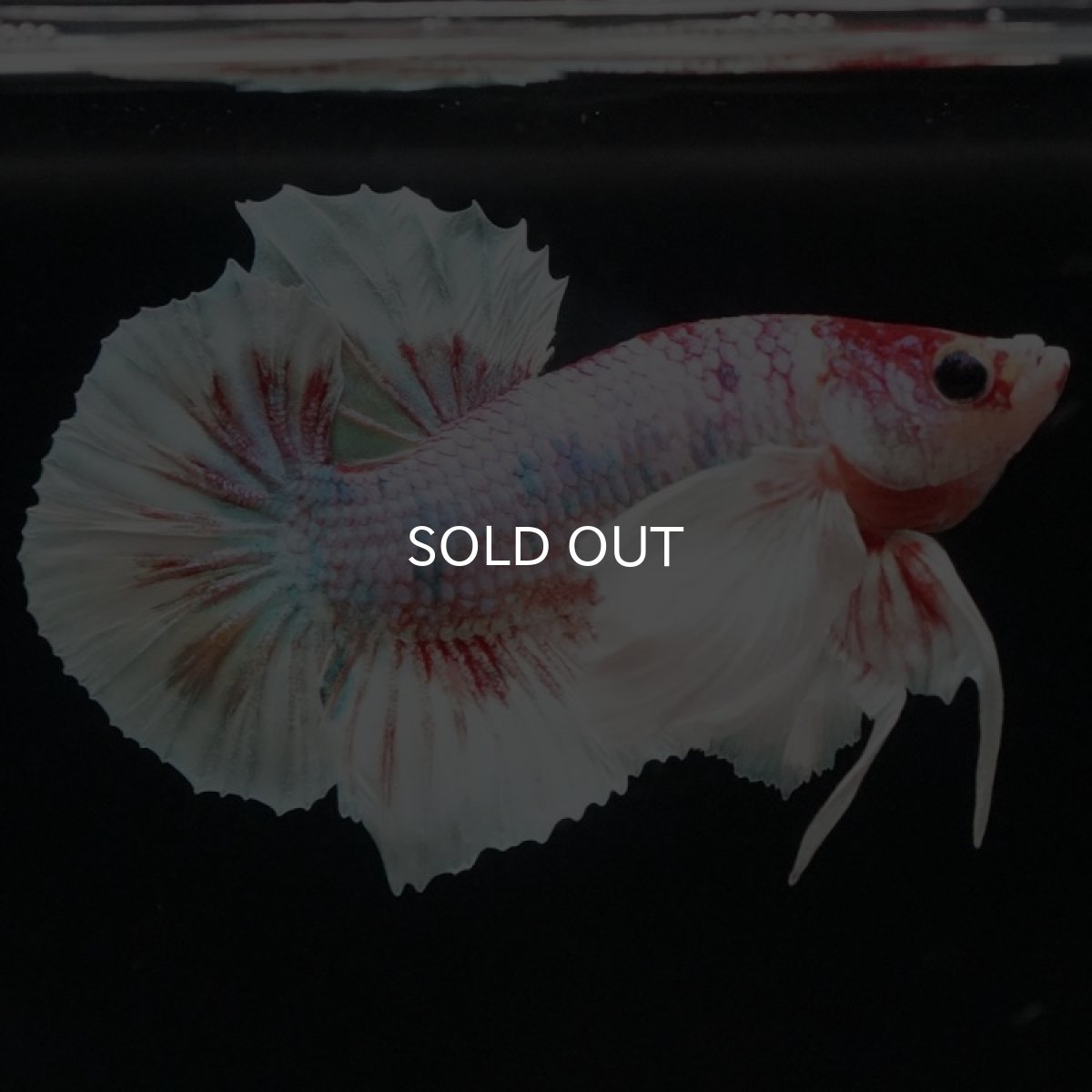 画像10: HMPK キャンディダンボ (10)