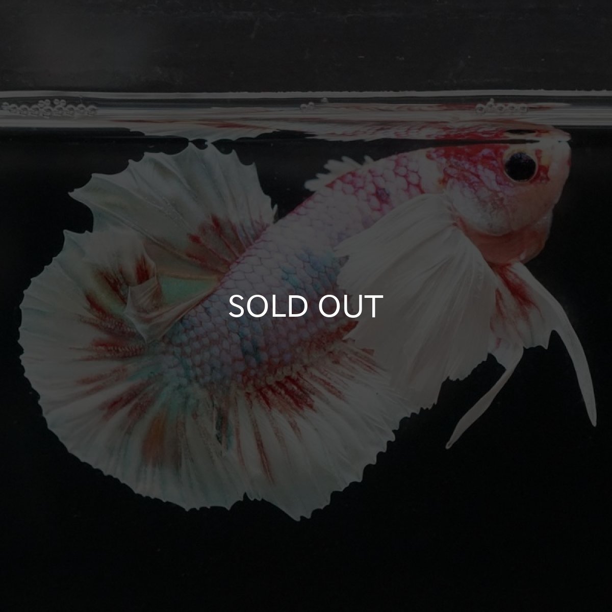 画像9: HMPK キャンディダンボ (9)