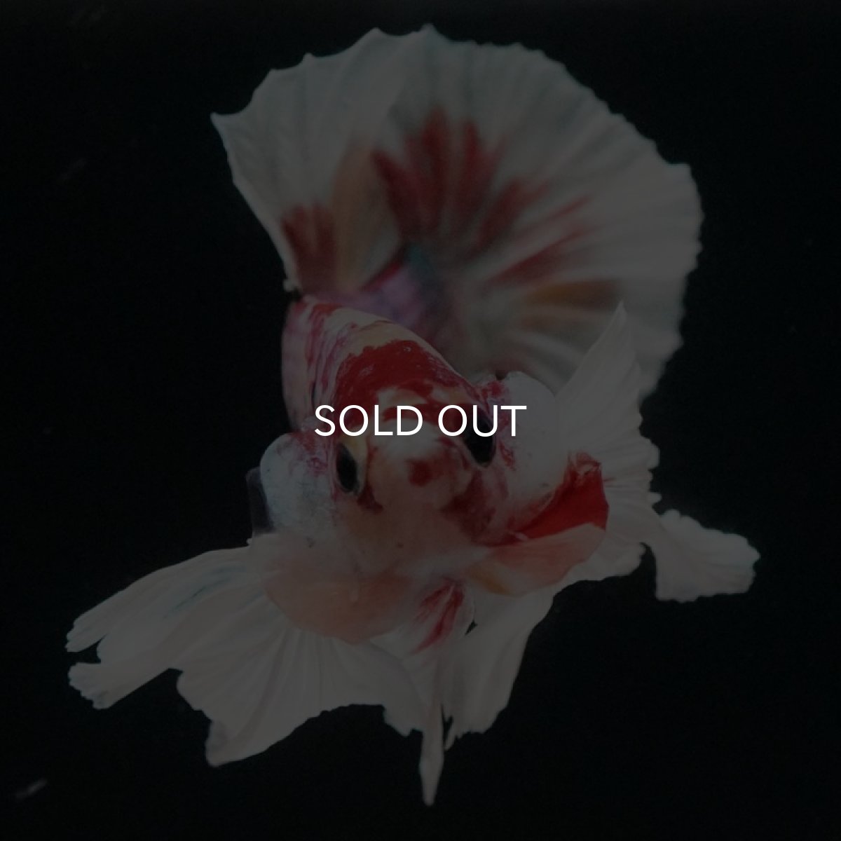 画像8: HMPK キャンディダンボ (8)