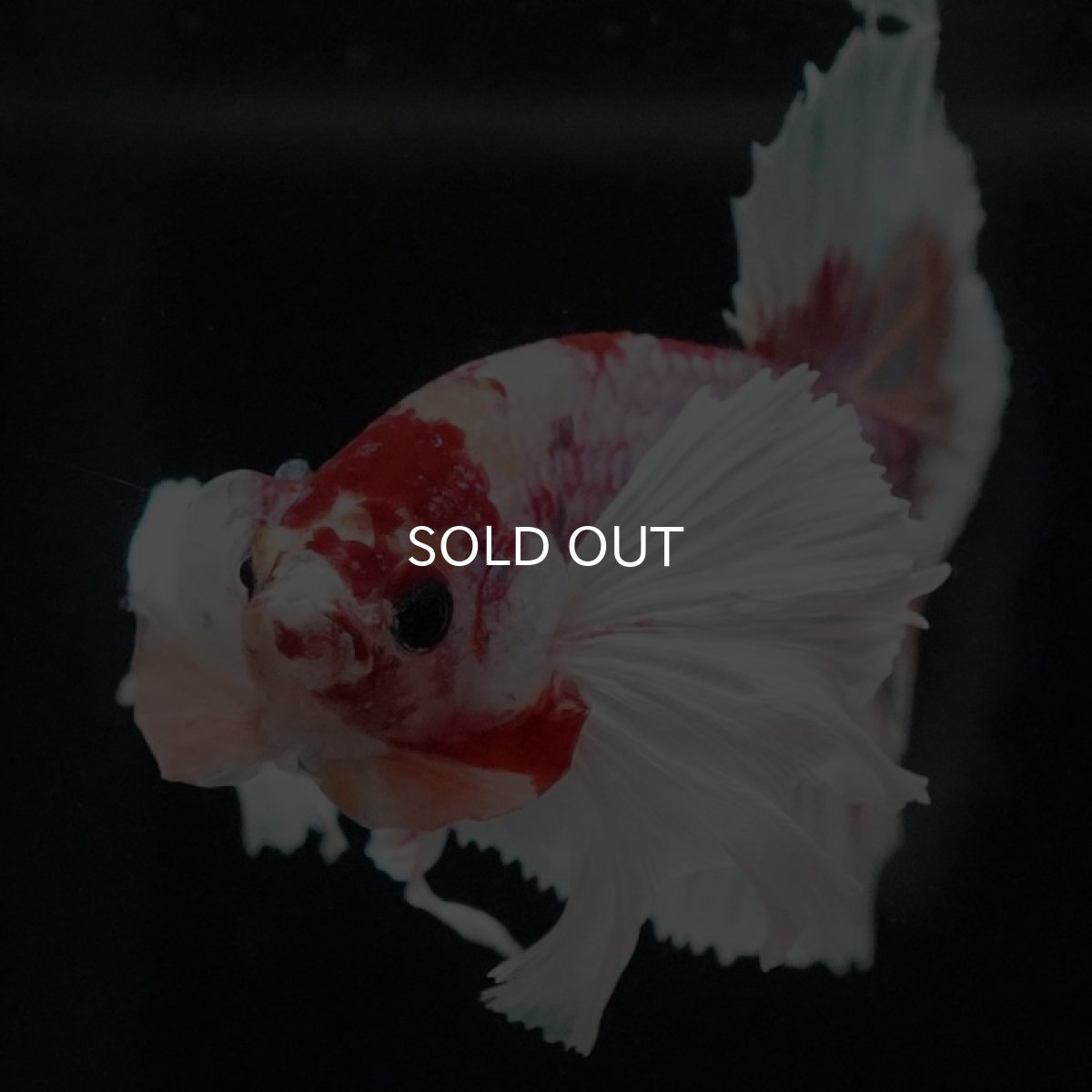 画像4: HMPK キャンディダンボ (4)