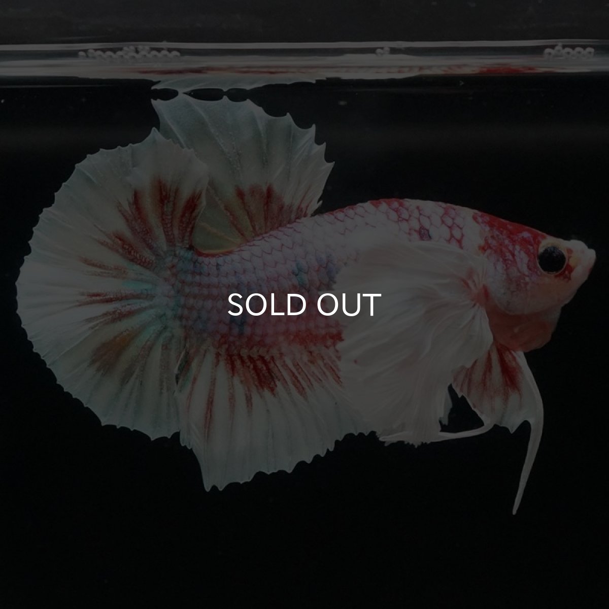 画像3: HMPK キャンディダンボ (3)