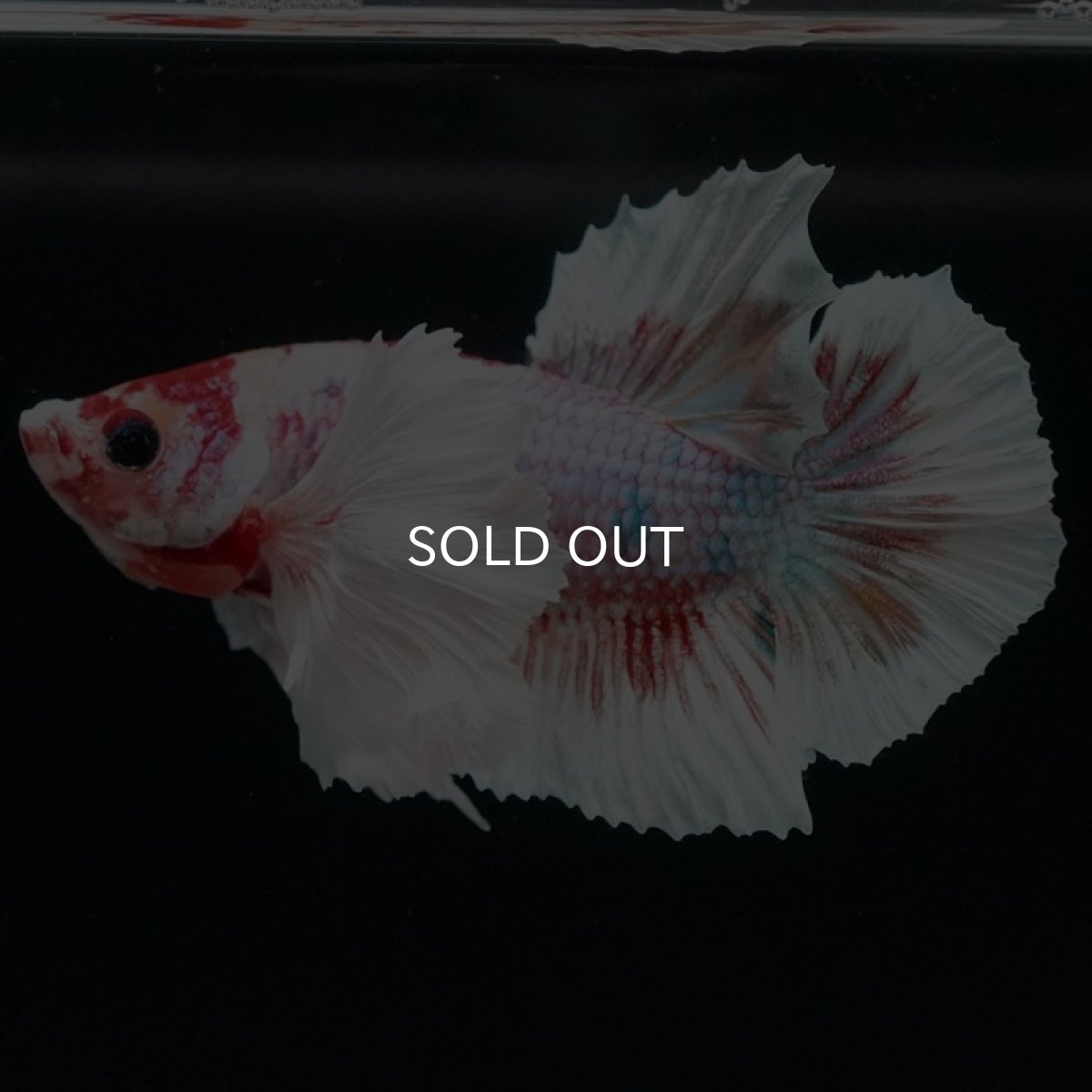 画像6: HMPK キャンディダンボ (6)