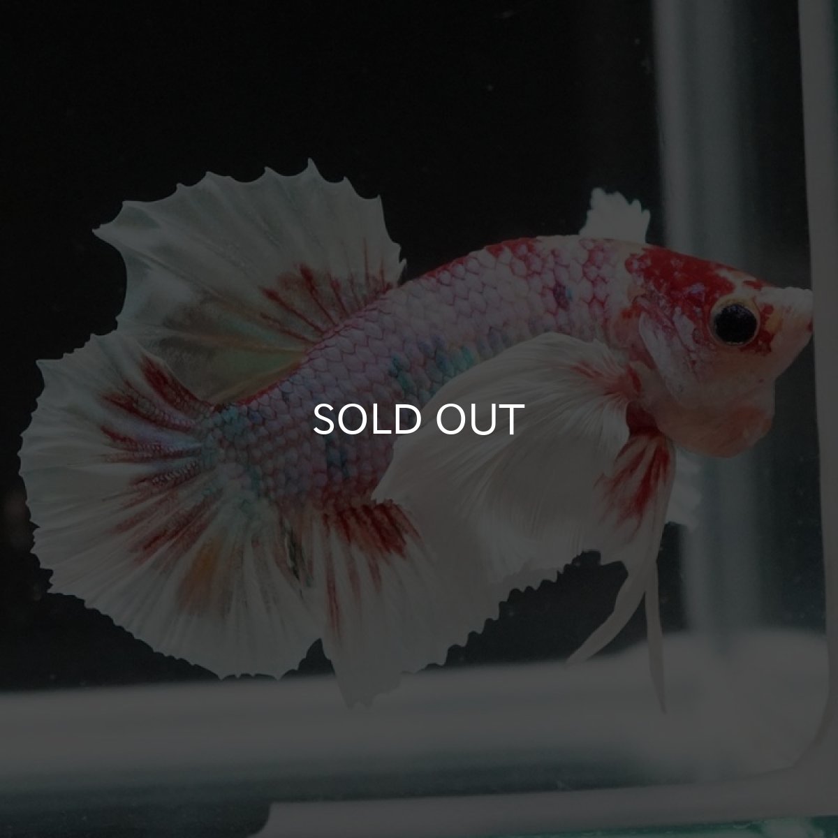 画像7: HMPK キャンディダンボ (7)