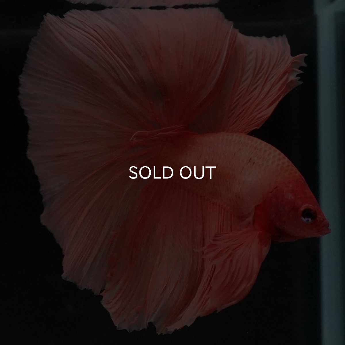 画像8: HM ソリッドオレンジ (8)