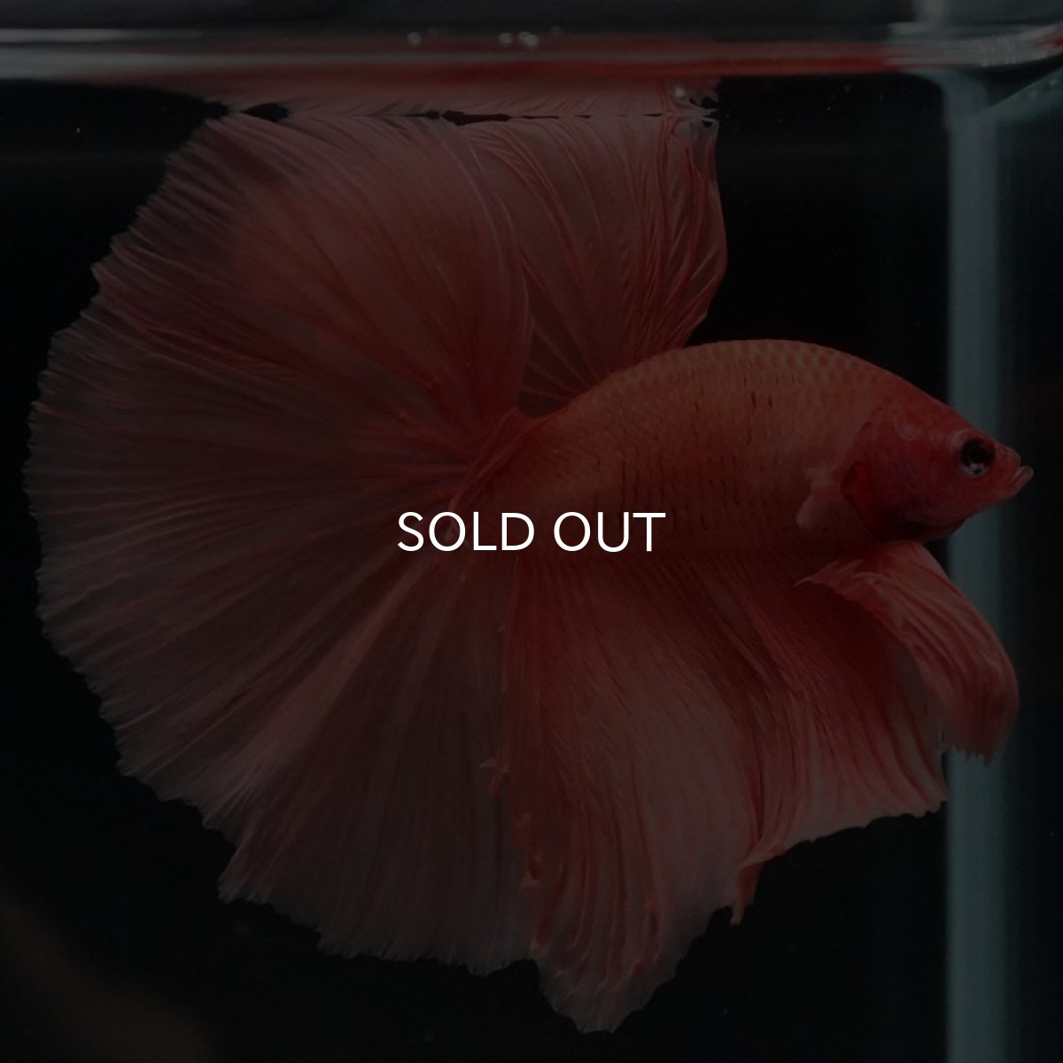 画像7: HM ソリッドオレンジ (7)