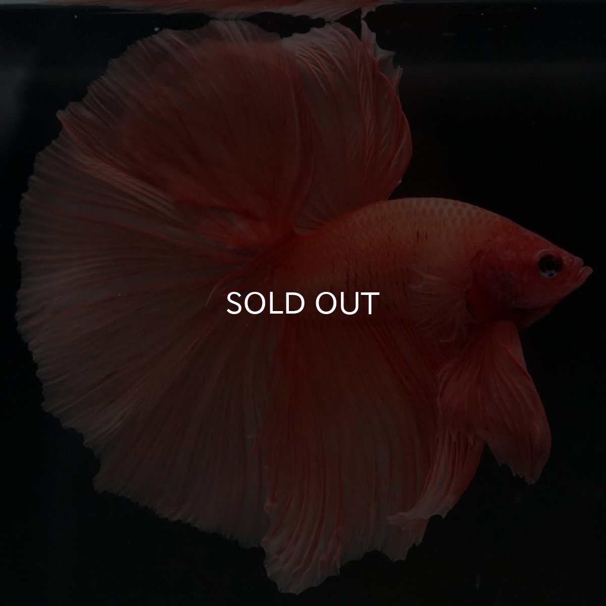 画像3: HM ソリッドオレンジ (3)