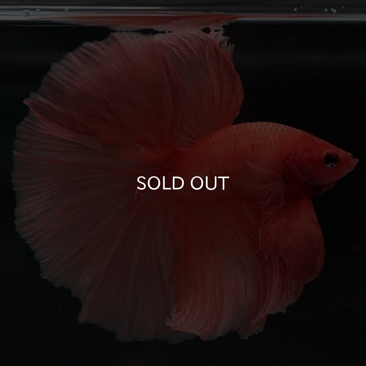 画像5: HM ソリッドオレンジ (5)