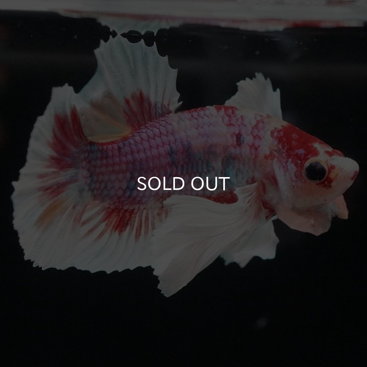 画像5: HMPK キャンディダンボ (5)