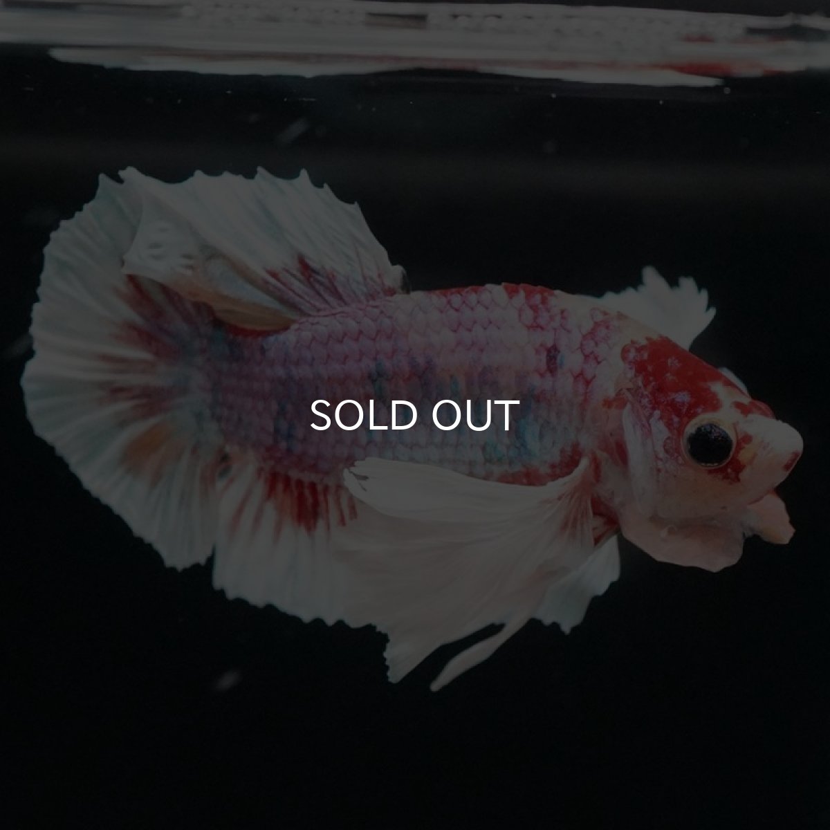 画像2: HMPK キャンディダンボ (2)