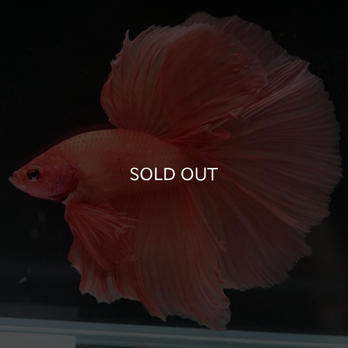 画像4: HM ソリッドオレンジ (4)