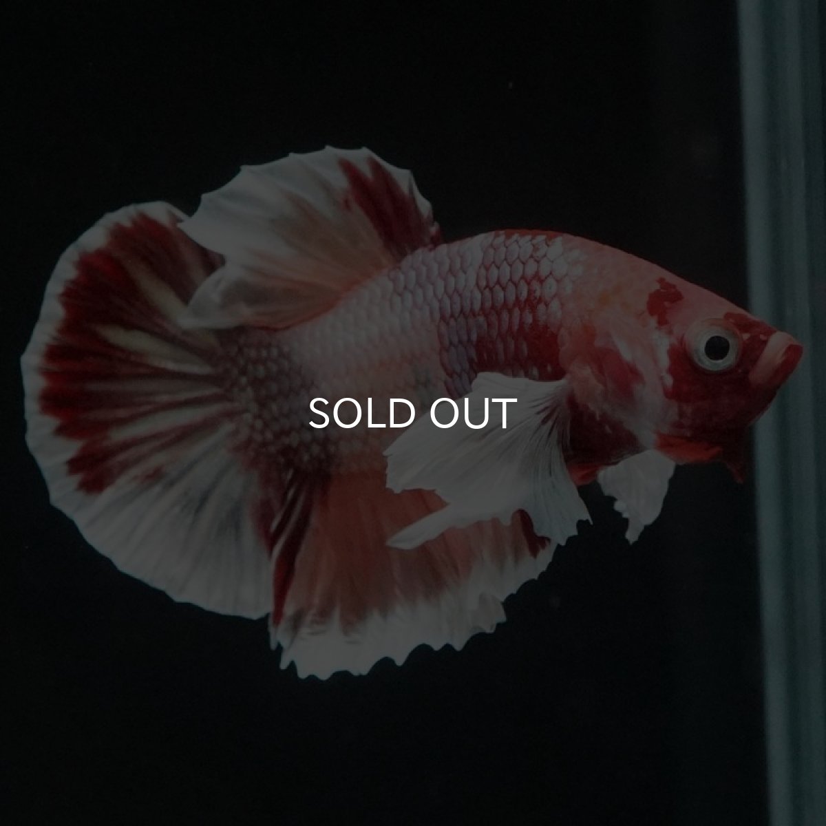 画像13: HMPK ファンシーダンボ (13)