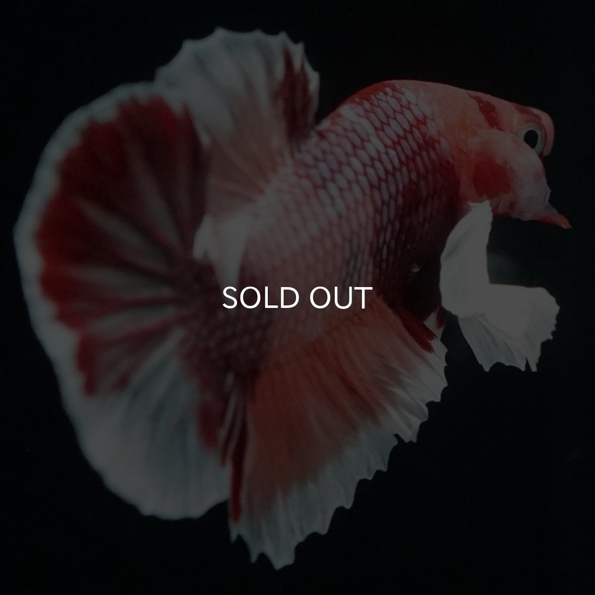 画像11: HMPK ファンシーダンボ (11)