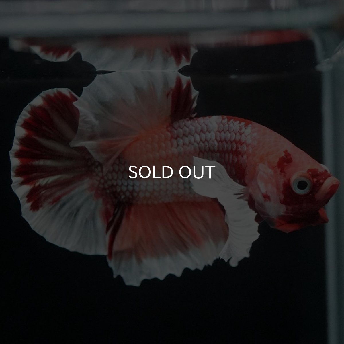 画像4: HMPK ファンシーダンボ (4)