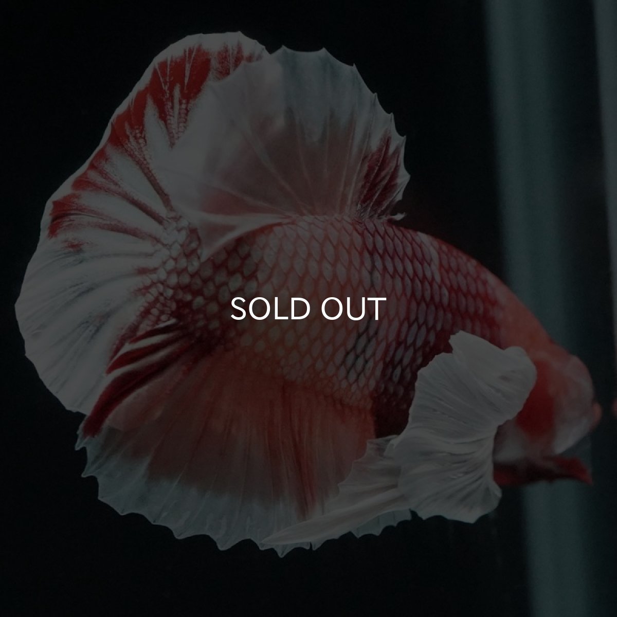 画像9: HMPK ファンシーダンボ (9)