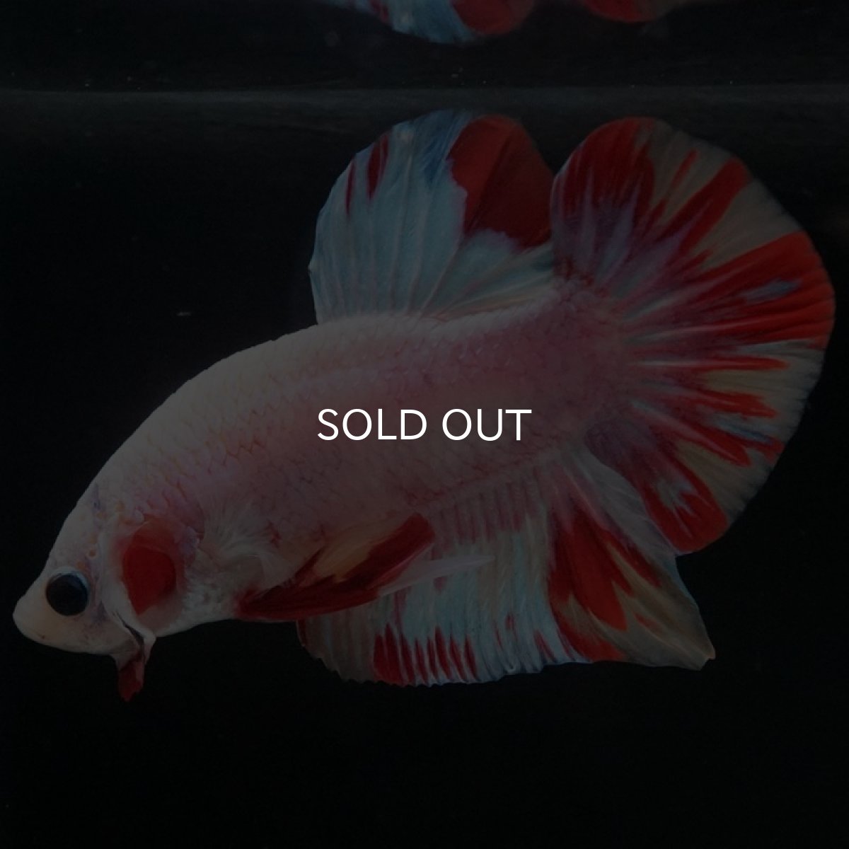 画像8: HMPK ホワイトファンシー (8)