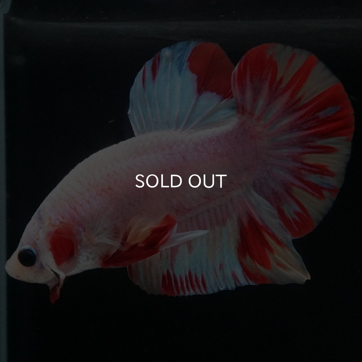 画像7: HMPK ホワイトファンシー (7)