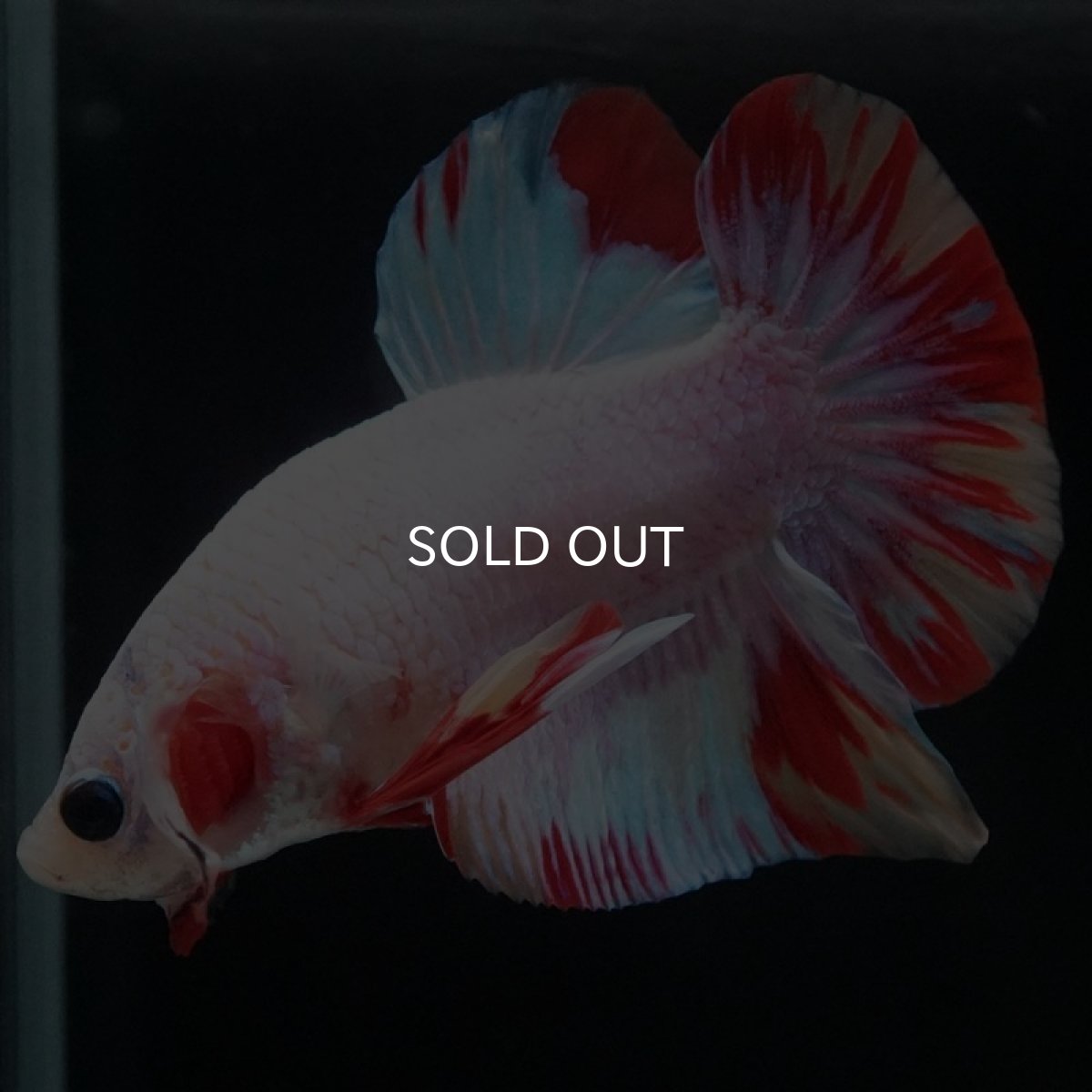 画像5: HMPK ホワイトファンシー (5)