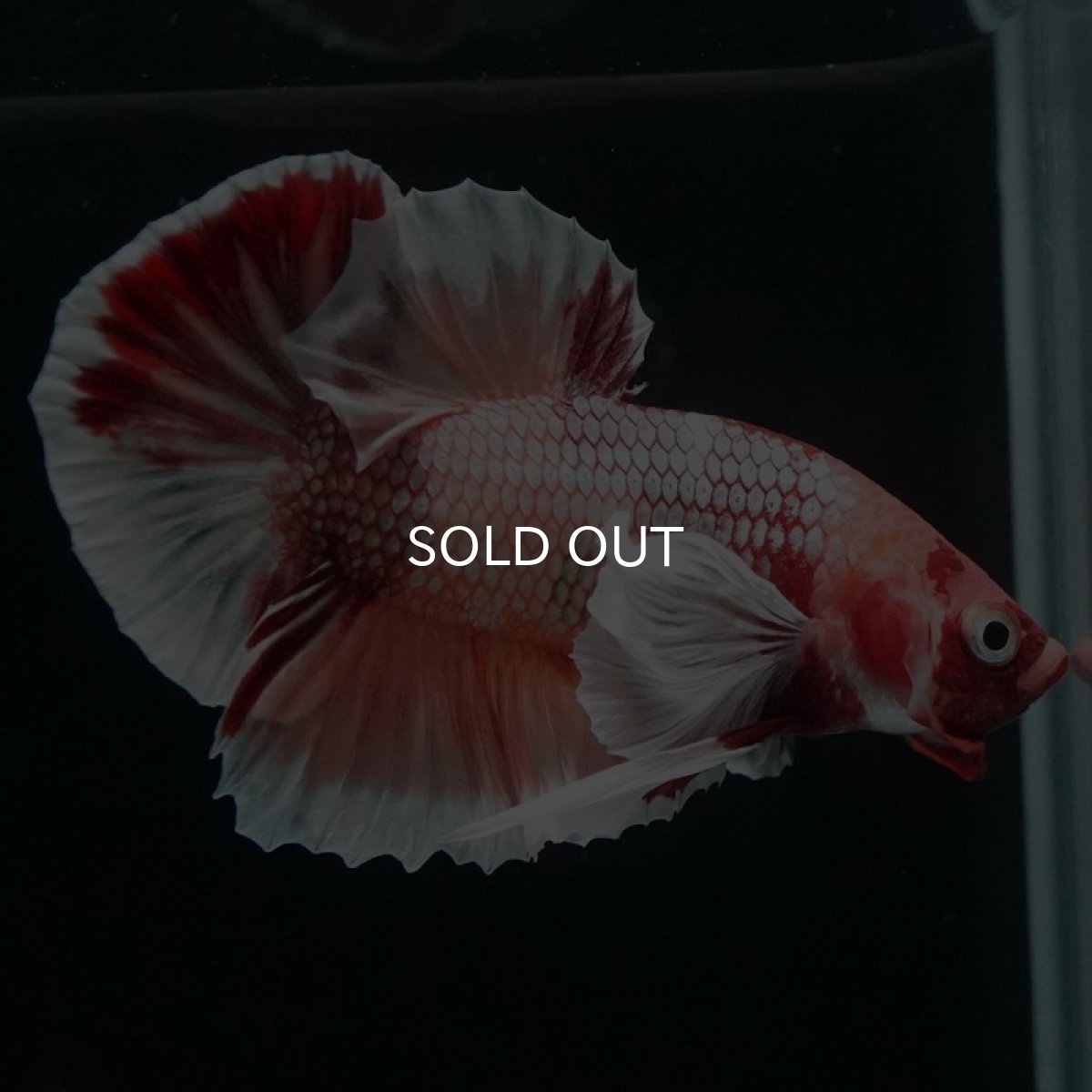 画像2: HMPK ファンシーダンボ (2)