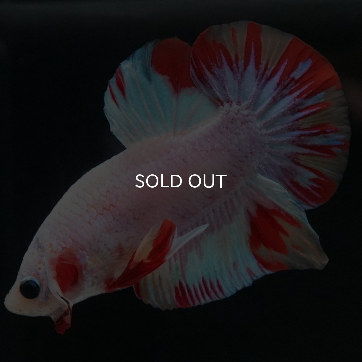 画像2: HMPK ホワイトファンシー (2)