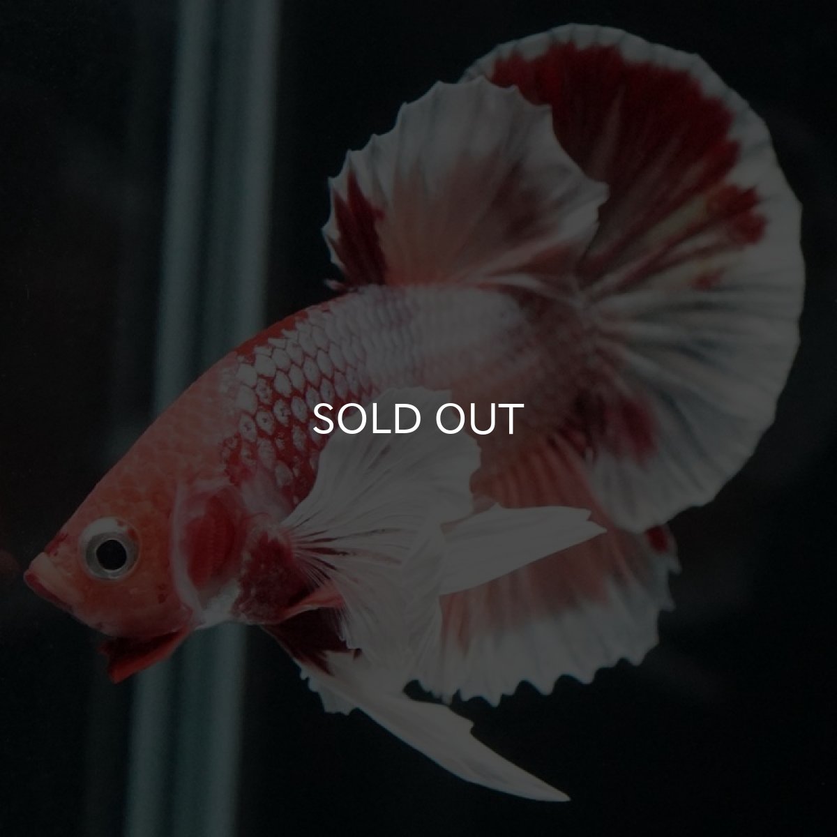 画像12: HMPK ファンシーダンボ (12)