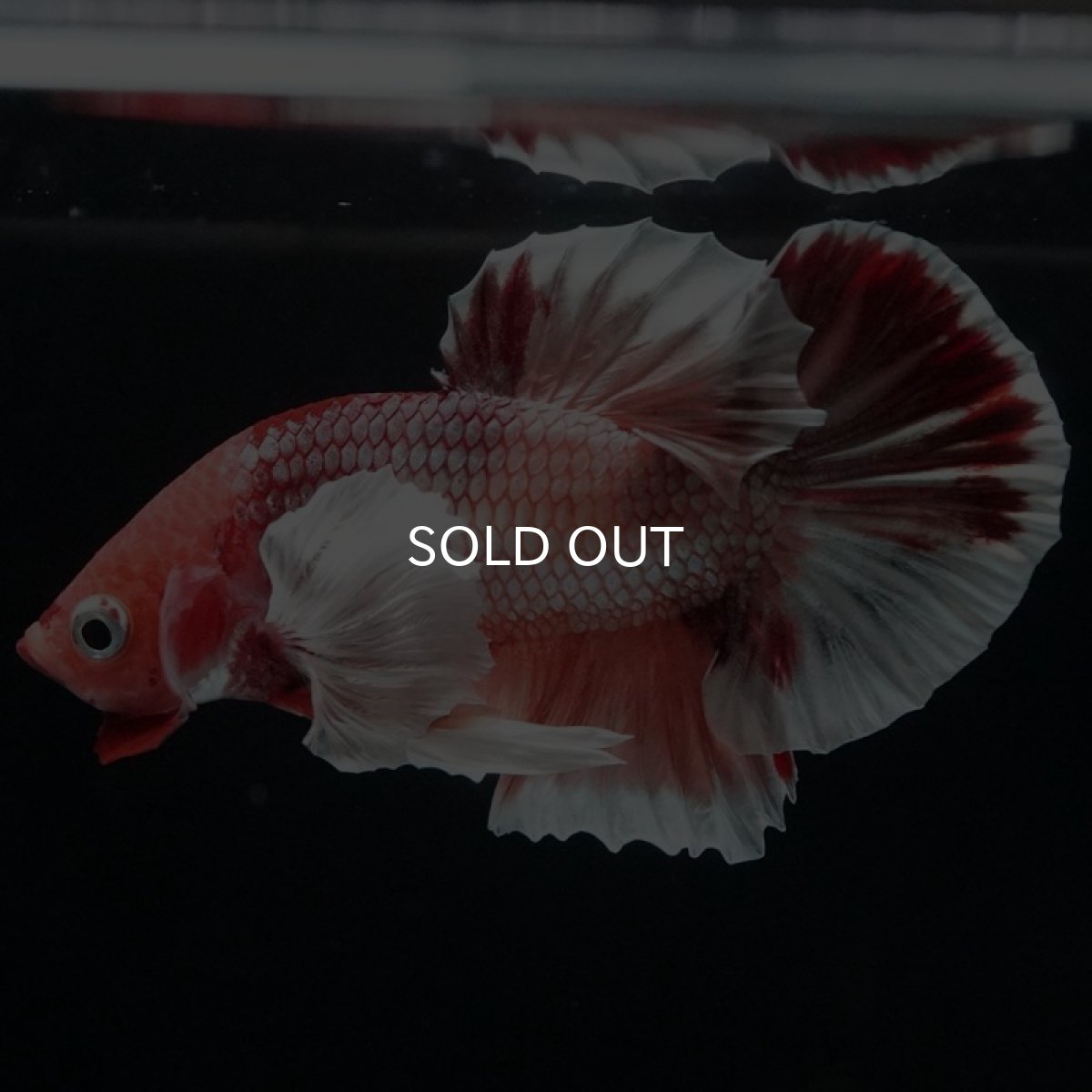 画像10: HMPK ファンシーダンボ (10)