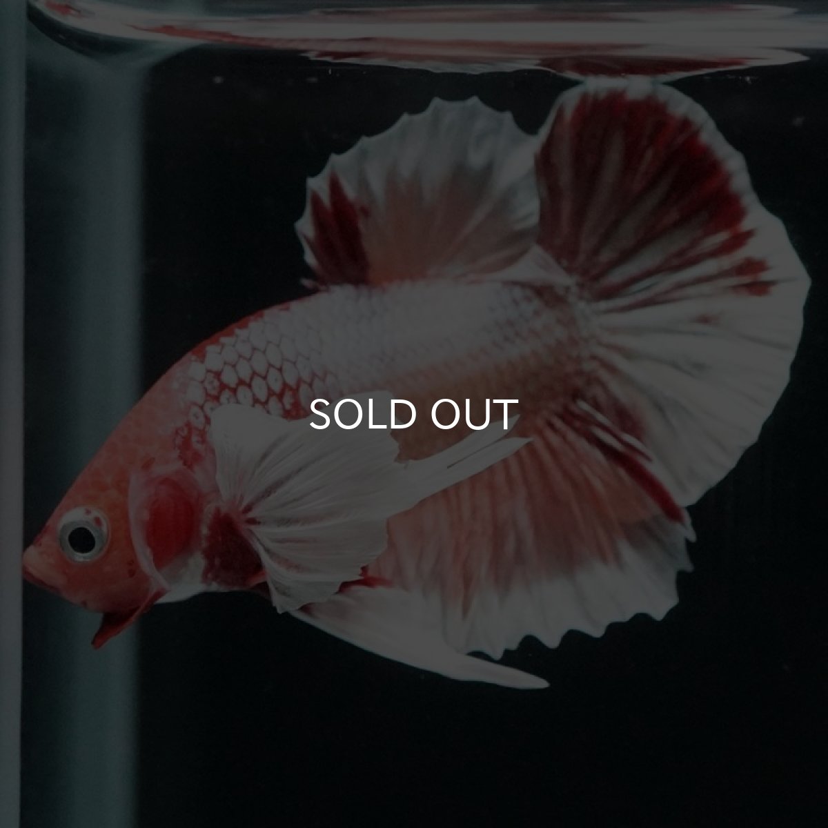 画像8: HMPK ファンシーダンボ (8)