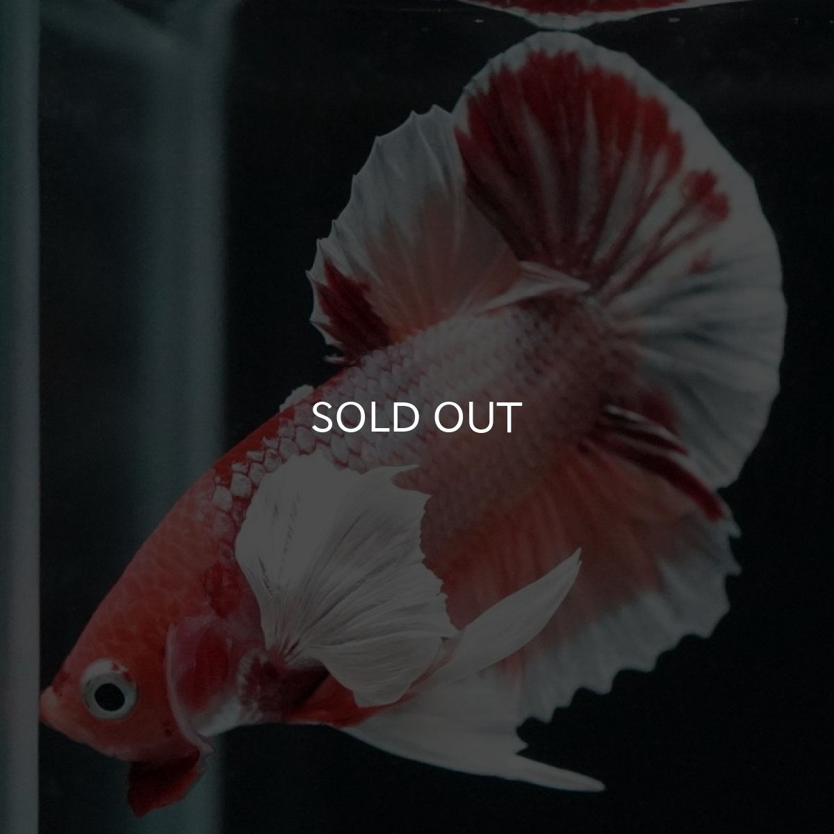 画像7: HMPK ファンシーダンボ (7)